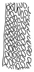Campylopus clavatus, upper laminal cells at margin, c. 2000 µm above insertion. Drawn from J.E. Beever 46-60f, CHR 461838.
 Image: R.C. Wagstaff © Landcare Research 2018 